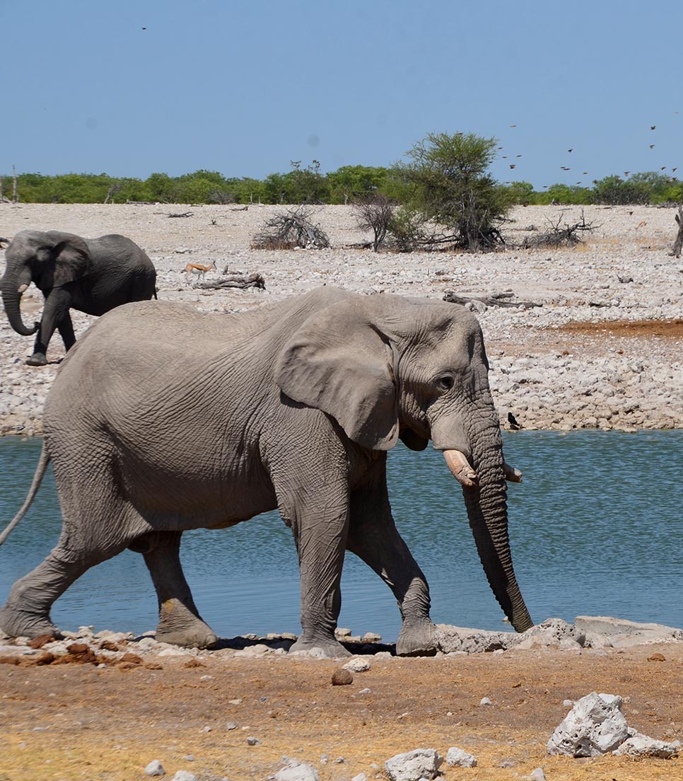 Elephants at Okaukuejo waterhole